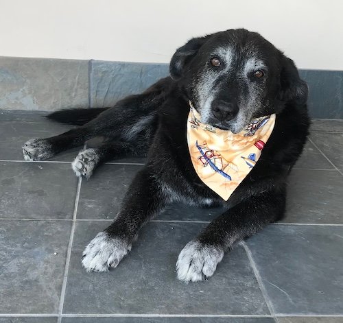 Craft the Perfect Pet Bandana