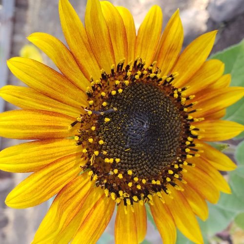 Turn Your Photos into Stunning Embroidery Designs!